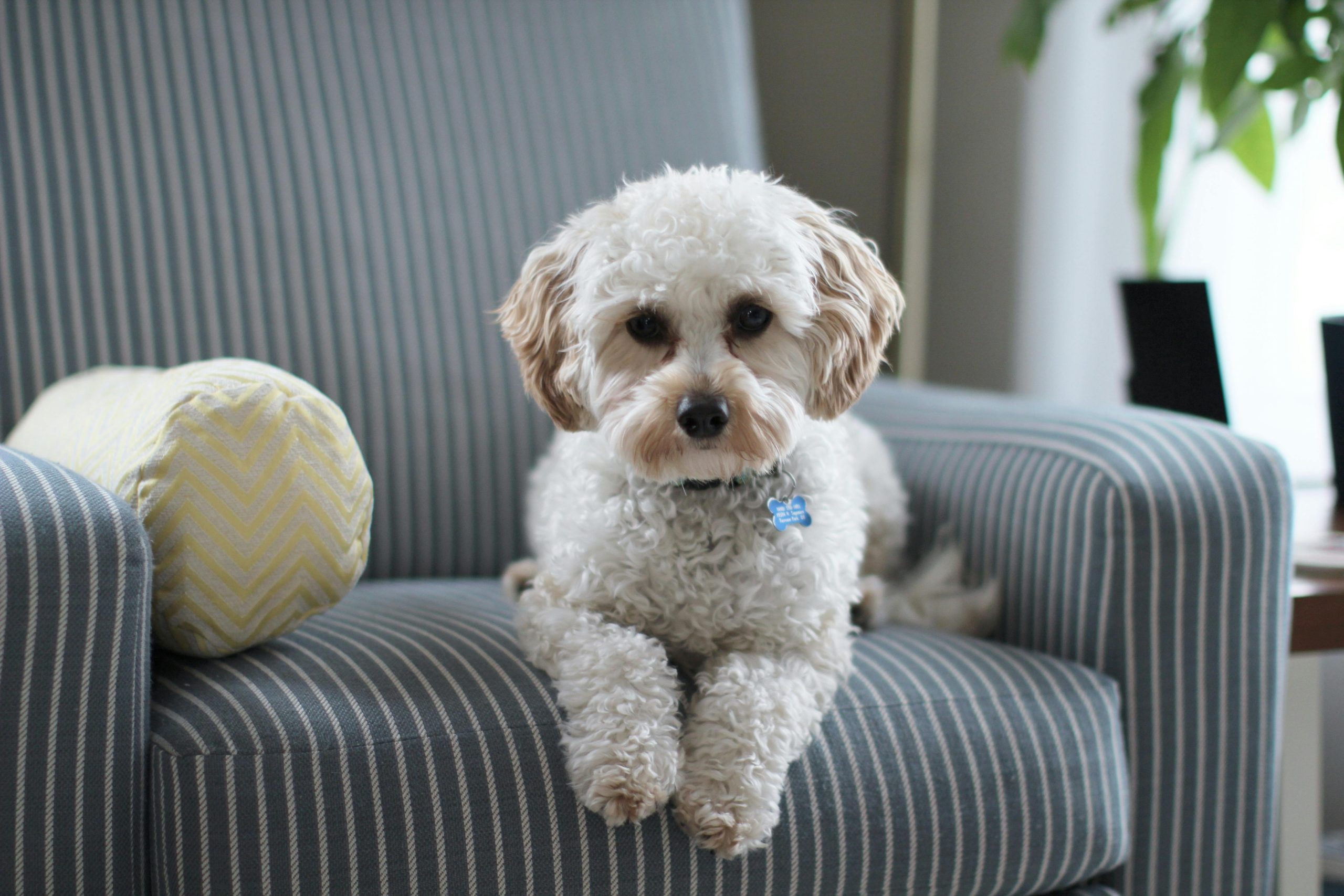 Photo of a cute Bichon puppy sitting on a couch