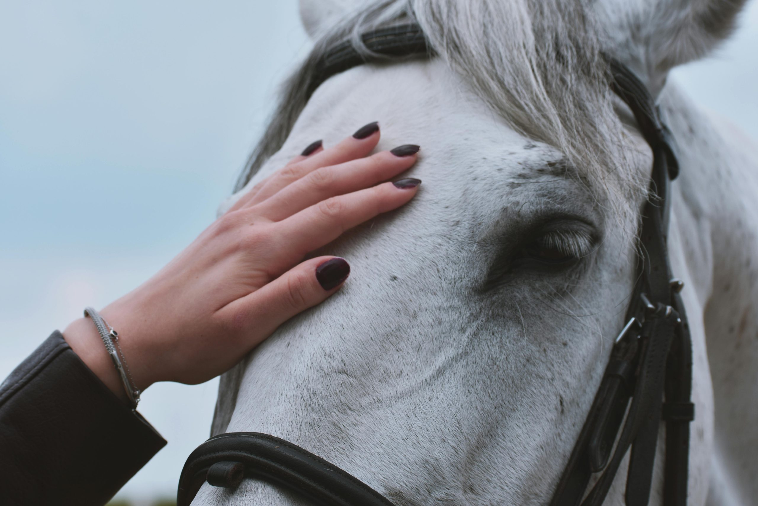 Photo of a horse's head with bridle being touched by a hand