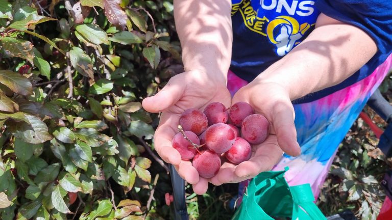 Photo of Jen Ward's hands holding a bounty of wild plums