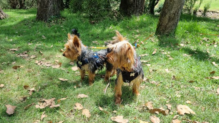 Photo of our dogs Maise and Merle in our campground