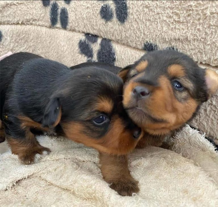 Photo of our Silky Terriers Maisie and Merle at 3 Weeks Old