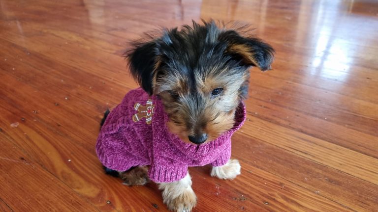 Photo of a three month old puppy in his smoking jacket