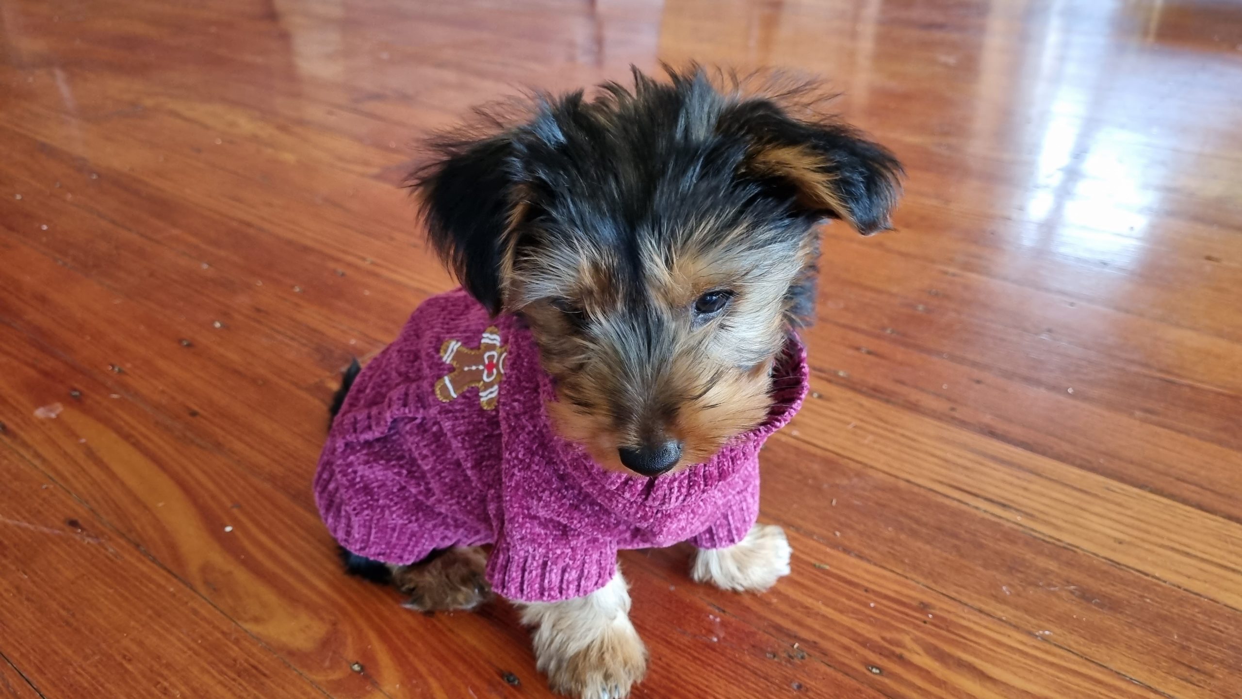 Photo of a three month old puppy in his smoking jacket