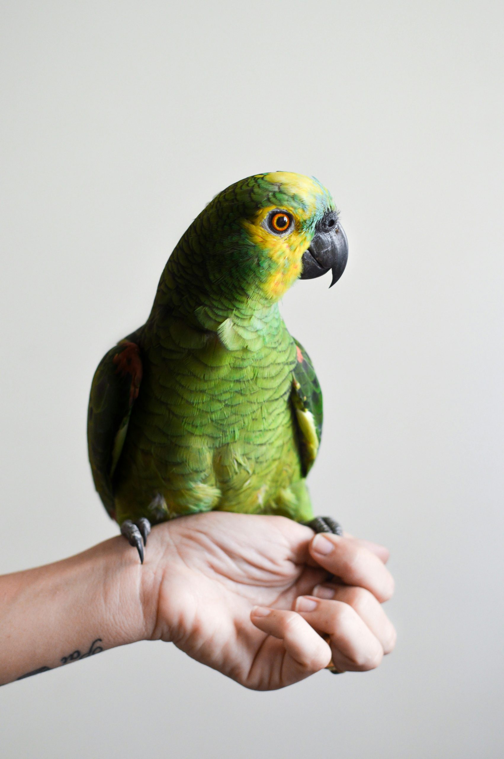 Photo of a parrot sitting on a person's hand