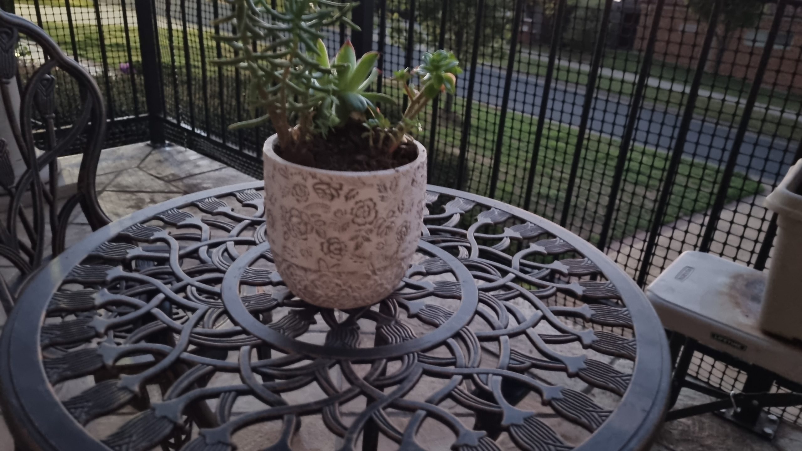 Close up photo of a pot plant on top of a balcony coffee table